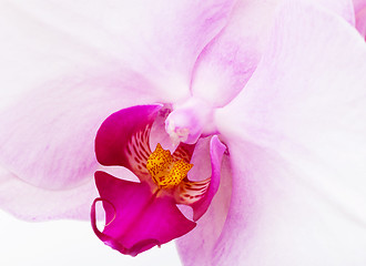 Image showing Orchid radiant flower texture