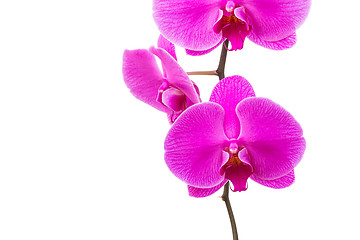 Image showing Orchid radiant flower 