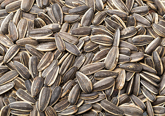 Image showing Sunflower seed 