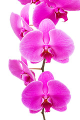 Image showing Orchid radiant flower
