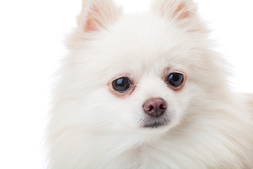 Image showing White pomeranian dog close up