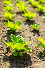 Image showing Young lettuce in field 