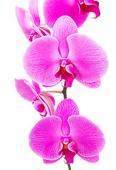 Image showing Orchid radiant flower isolated on white