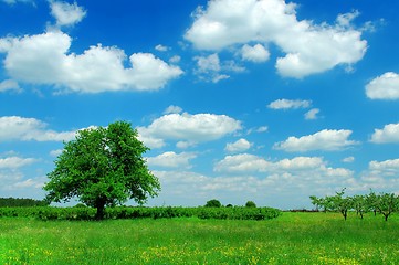 Image showing Summer Landscape