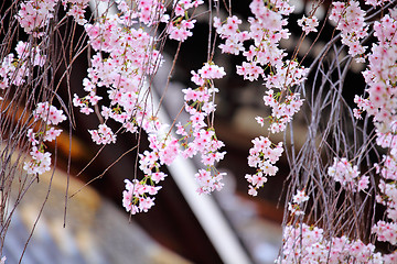 Image showing Weeping cherry flower with japanese temple background