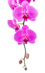 Image showing Orchid radiant flower isolated on white
