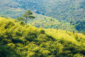 Image showing Pine tree on mountain