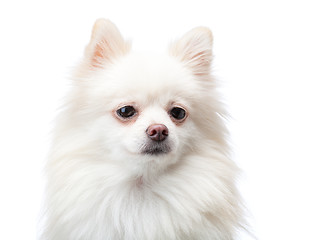 Image showing White pomeranian dog