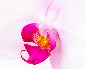 Image showing White Orchid flowers 