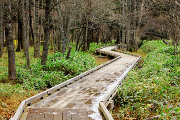 Image showing Wooden pathway in forest