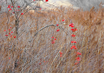 Image showing Red flower in forest during autmn season