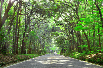 Image showing Pathway in forest