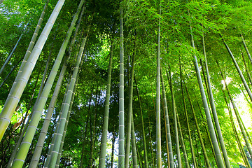 Image showing Bamboo forest