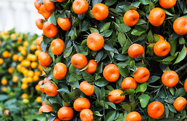 Image showing Citrus Fruit for chinese new year