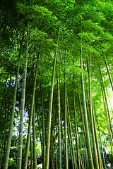 Image showing Bamboo forest