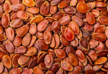 Image showing Dried red watermelon seed 