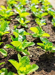 Image showing Rows of lettuce