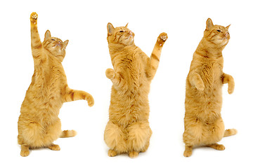 Image showing Three dancing cats