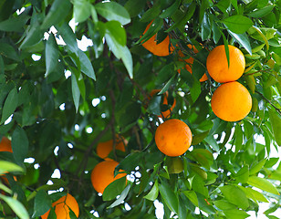 Image showing Orange tree