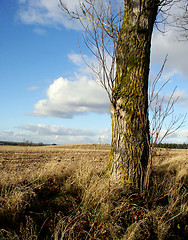 Image showing Tree and