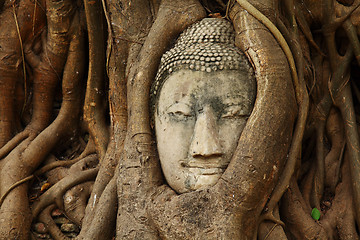 Image showing Buddha head statue in tree root