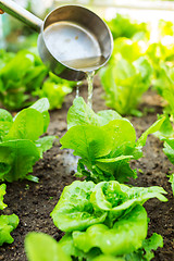 Image showing Fertilizes of lettuce field