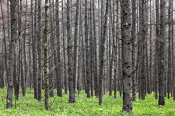 Image showing Pine tree forest