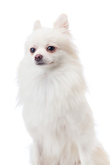 Image showing White pomeranian dog portrait