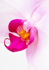 Image showing Orchid flowers