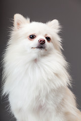 Image showing Pomeranian dog with grey background