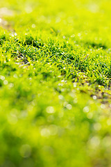 Image showing Green Grass