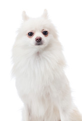 Image showing Pomeranian pet dog