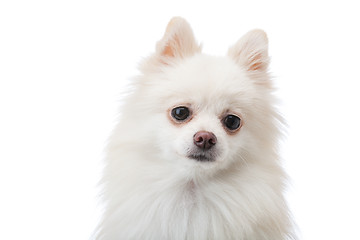 Image showing Adorable white Pomeranian puppy