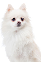 Image showing White pomeranian dog isolated on white