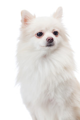 Image showing White pomeranian portrait