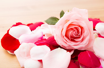 Image showing Pink Rose with petal besides 