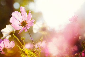Image showing Daisy flower against the sunlight 