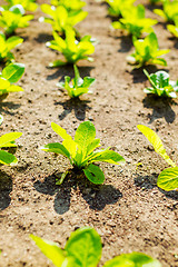 Image showing Green lettuce in garden