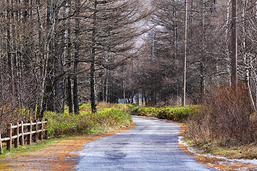 Image showing Walkway in pine tree forest