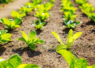 Image showing Lettuce field 