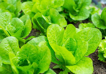 Image showing Lettuce field in the countryside
