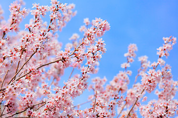 Image showing Sakura with clear blue sky
