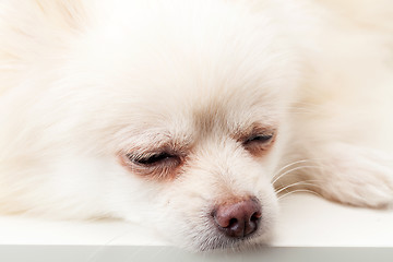 Image showing White pomeranian sleeping