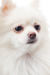 Image showing White pomeranian dog close up