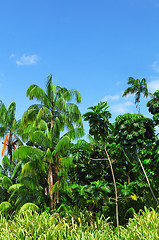 Image showing Forest with coconut tree