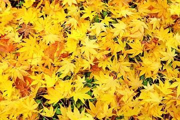 Image showing Autumn yellow leaves