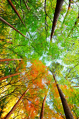 Image showing Forest in autumn