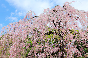 Image showing Weeping Cherry tree 