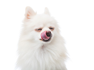 Image showing Pomeranian Puppy with tongue