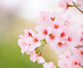 Image showing Sakura